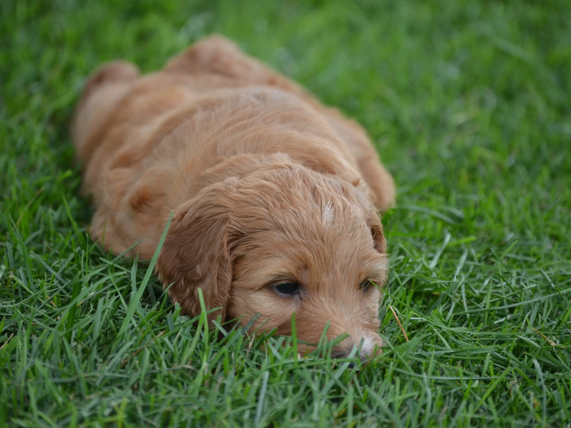 Apricot Irishdoodle