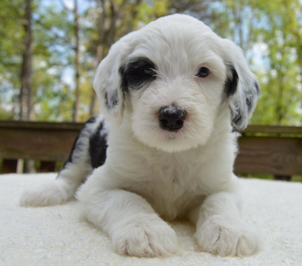 11 Things you Have to Know before Owning a Sheepadoodle - Animalso