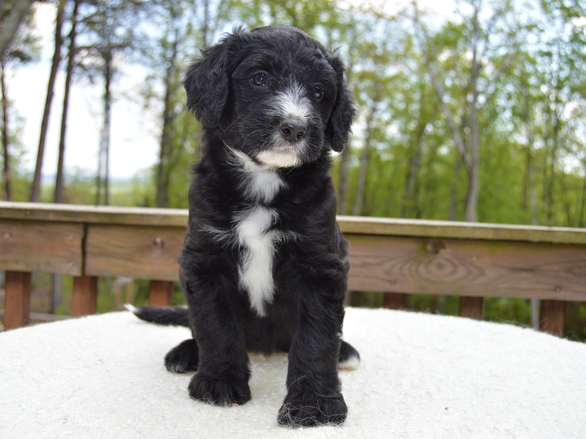 Sheepadoodle - Mini Puppies For Sale - Puppy Adoption - Keystone Puppies