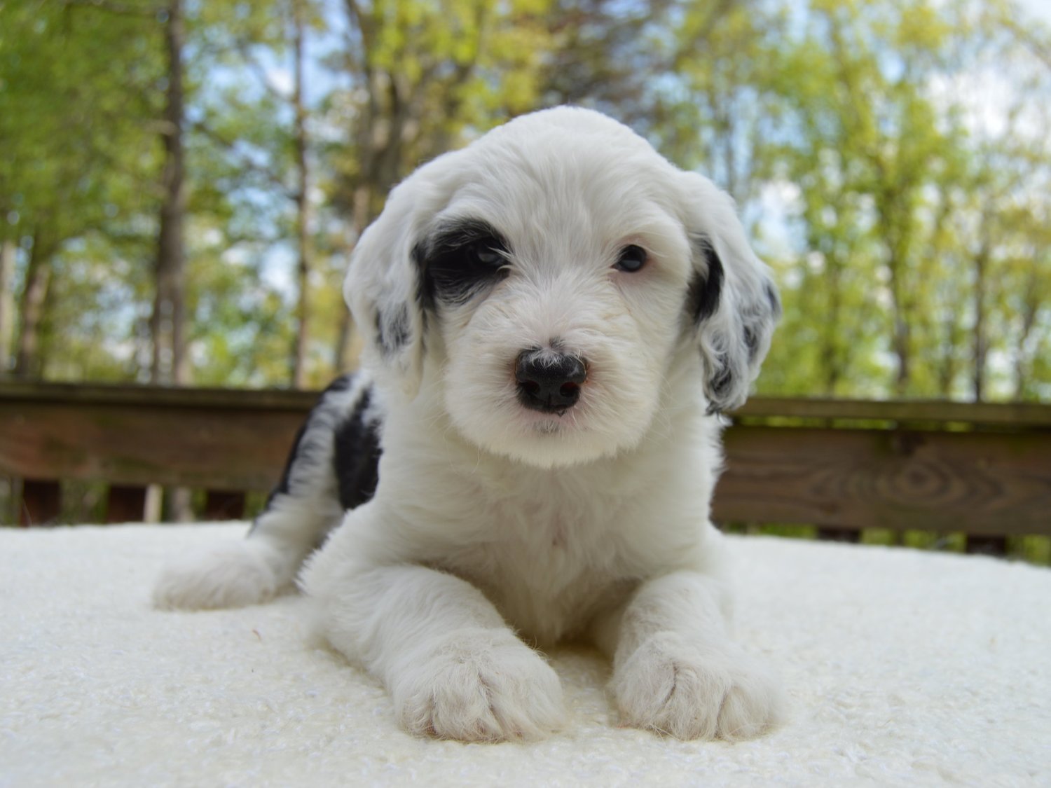 Available Sheepadoodle Puppies in Tennessee - Premium F1B Sheepadoodle  Puppies from Ocoee River Doodles