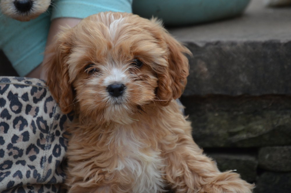 teacup cavapoo puppy