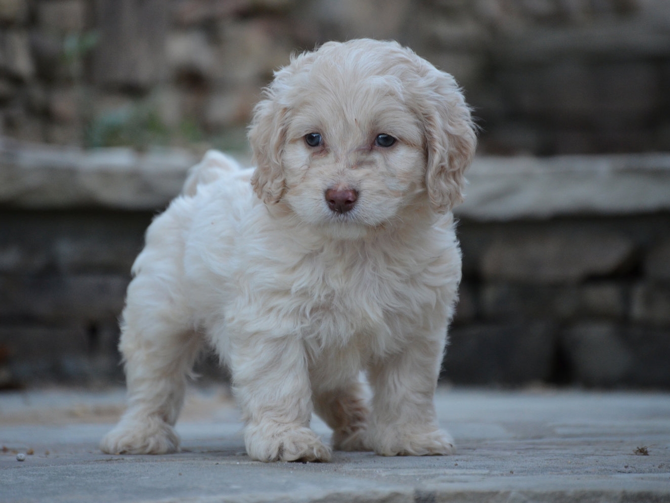 merle cockapoo for sale