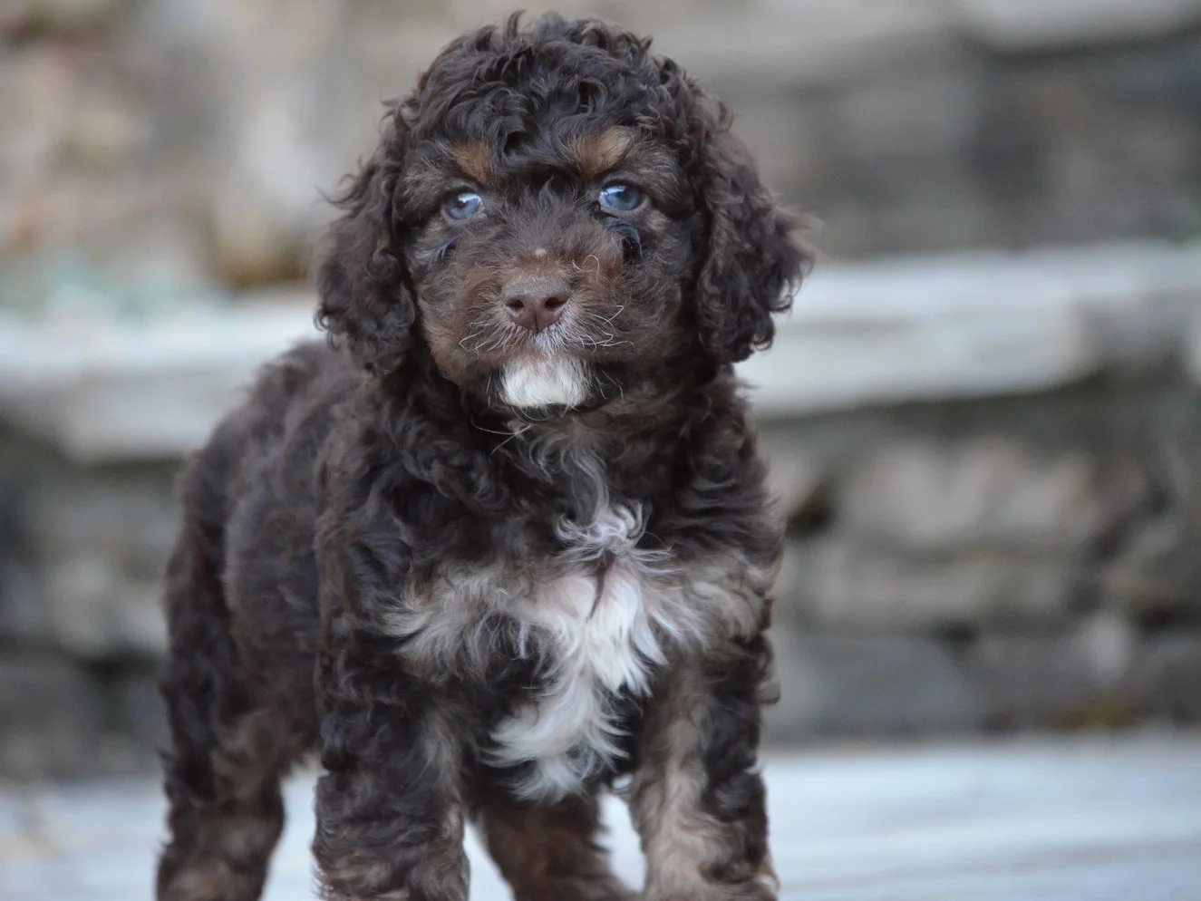 blue merle cockapoo puppies