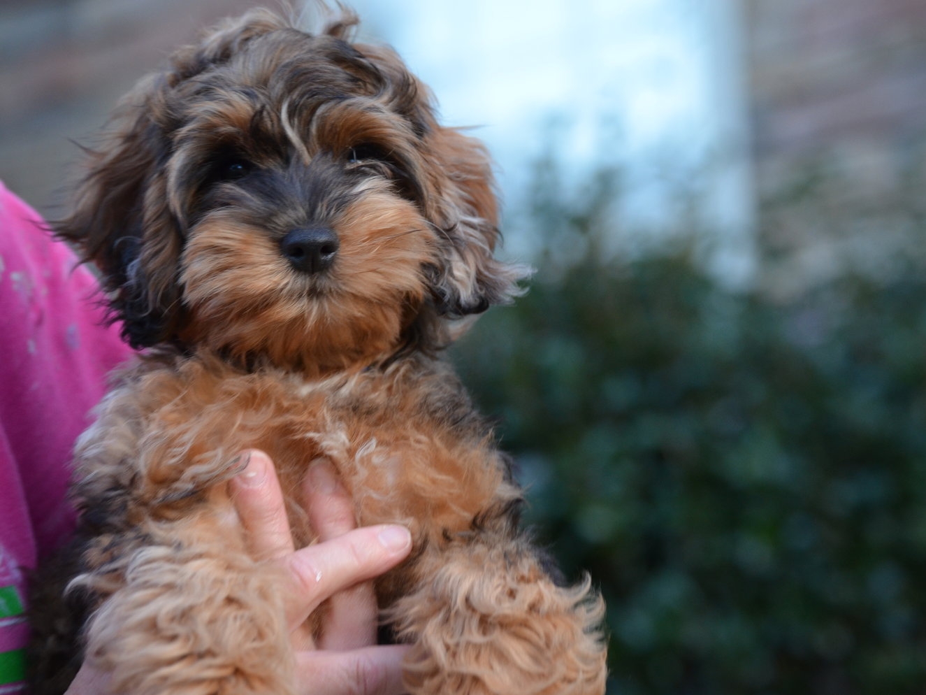 merle cockapoo for sale