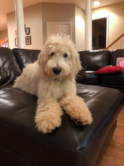 Wallace-Goldendoodle.jpg