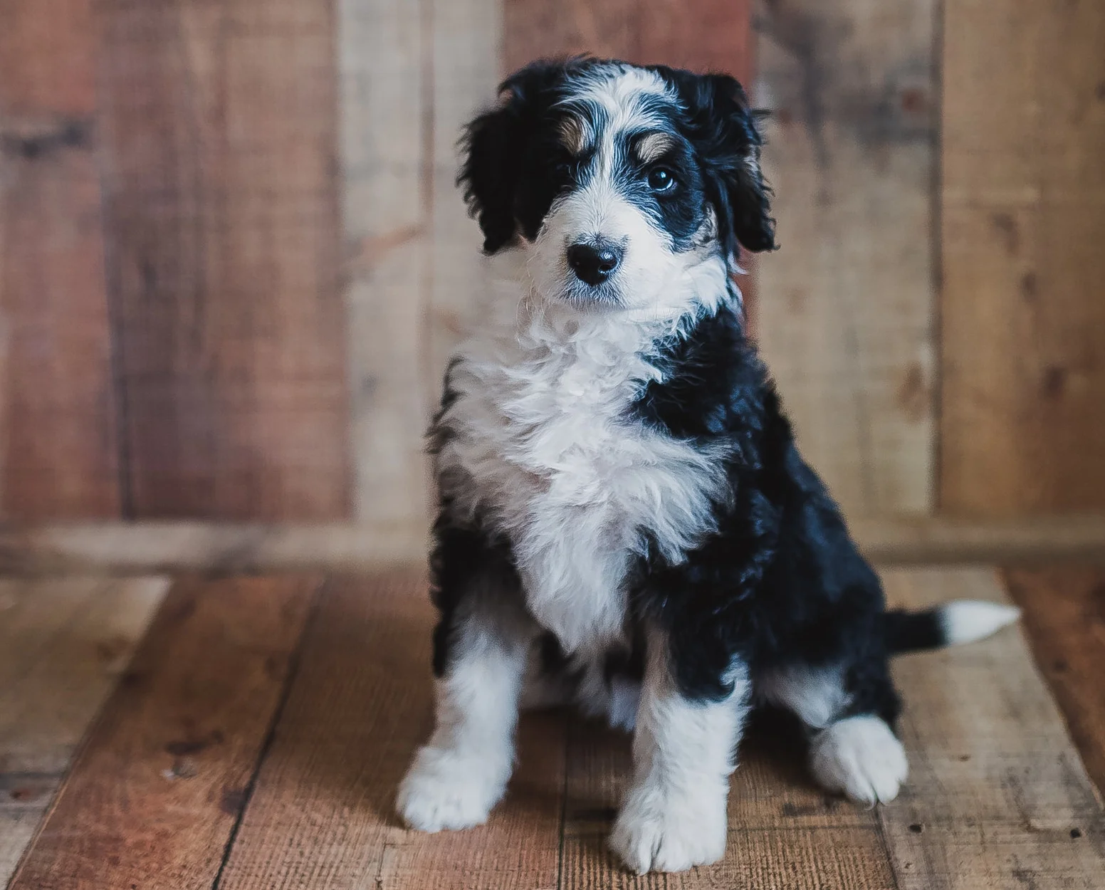 Crockett Doodles Family Raised Doodle Puppies for Sale