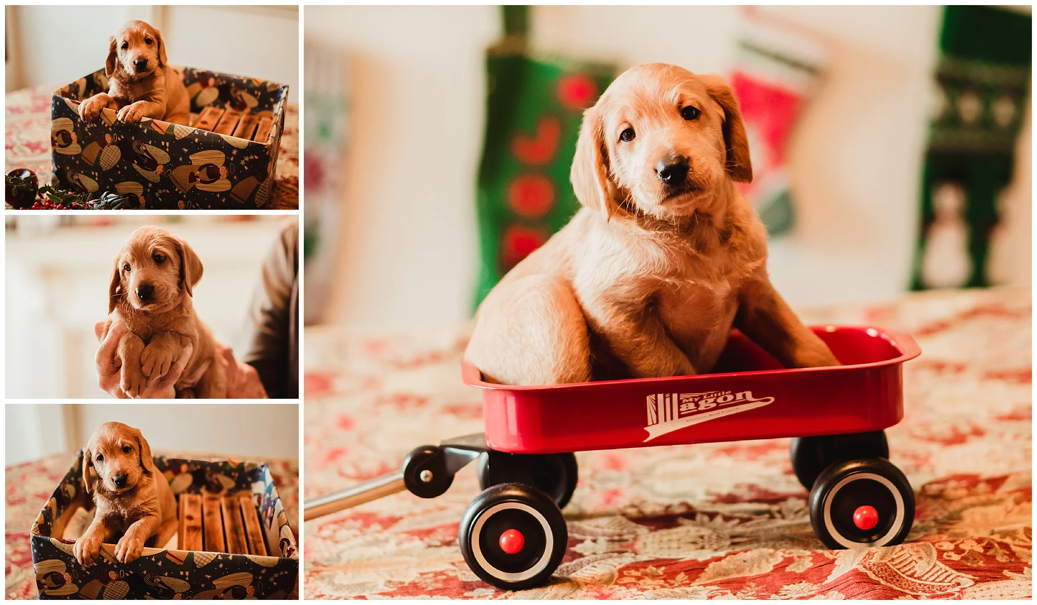 Prancer - Boy - Collage.jpg