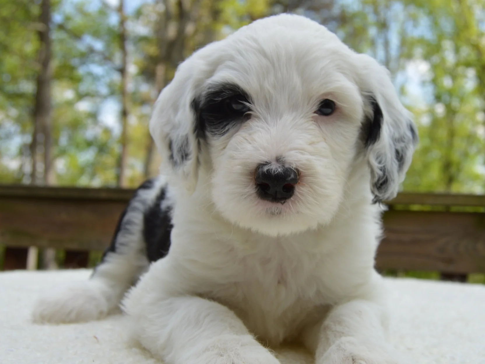 Crockett Doodles Family Raised Doodle Puppies for Sale