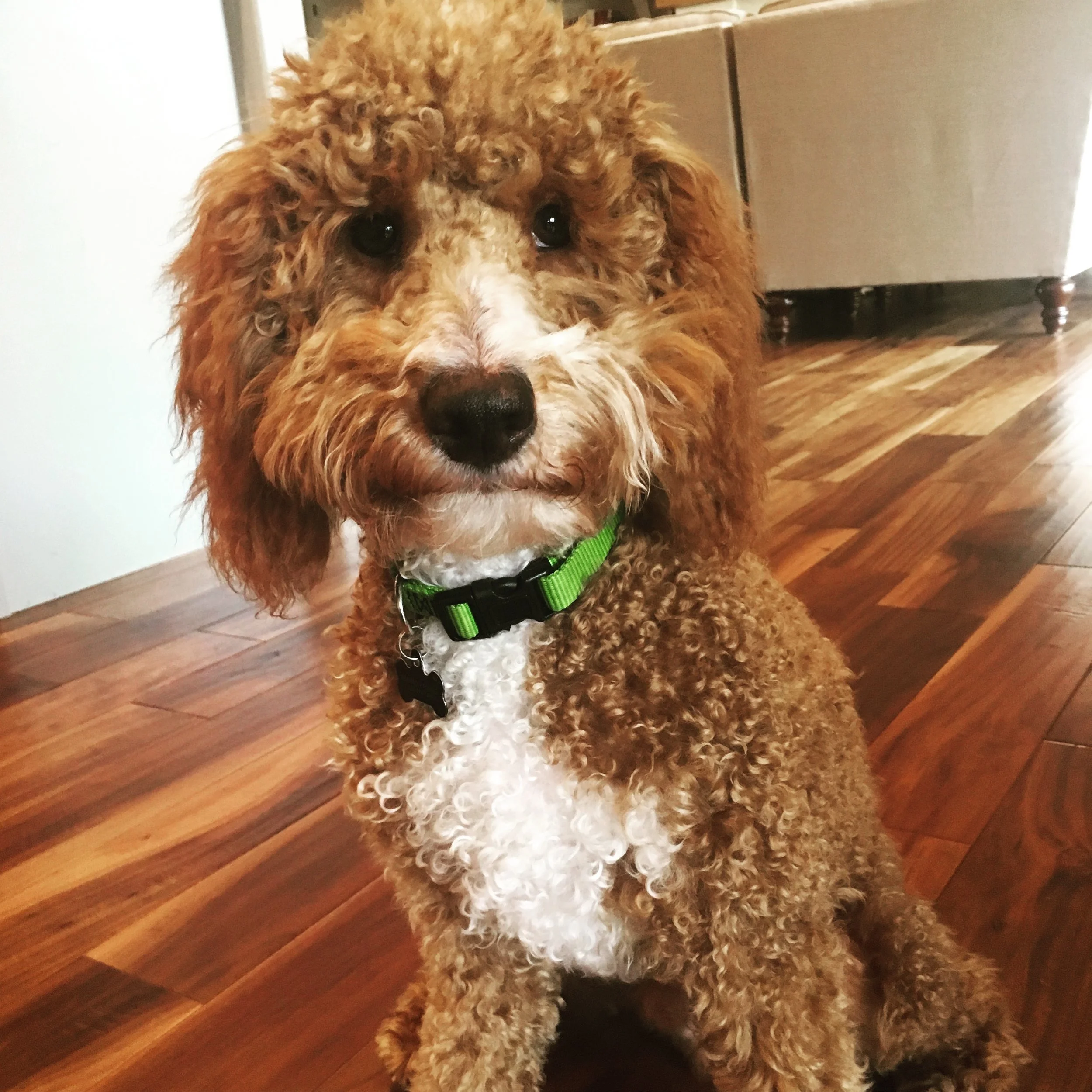 curly mini goldendoodle