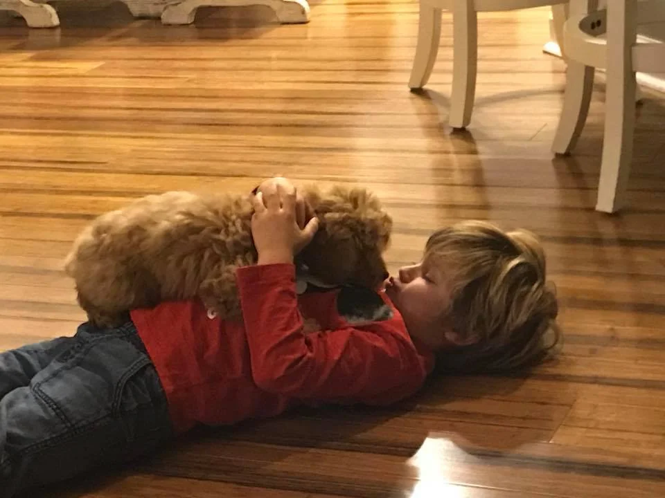 mini goldendoodle puppy with boy
