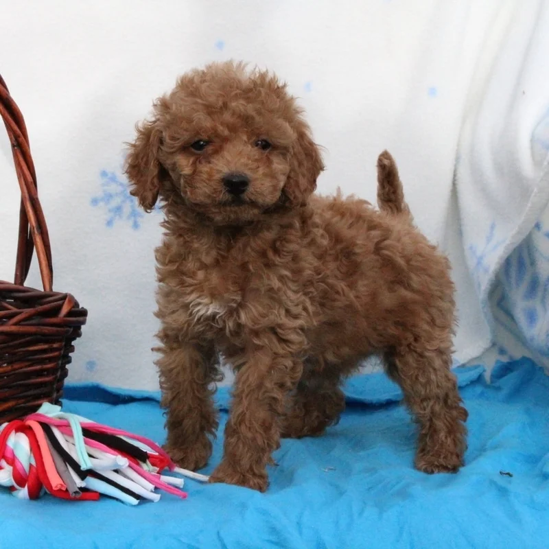 Duncan, the toy poodle dad