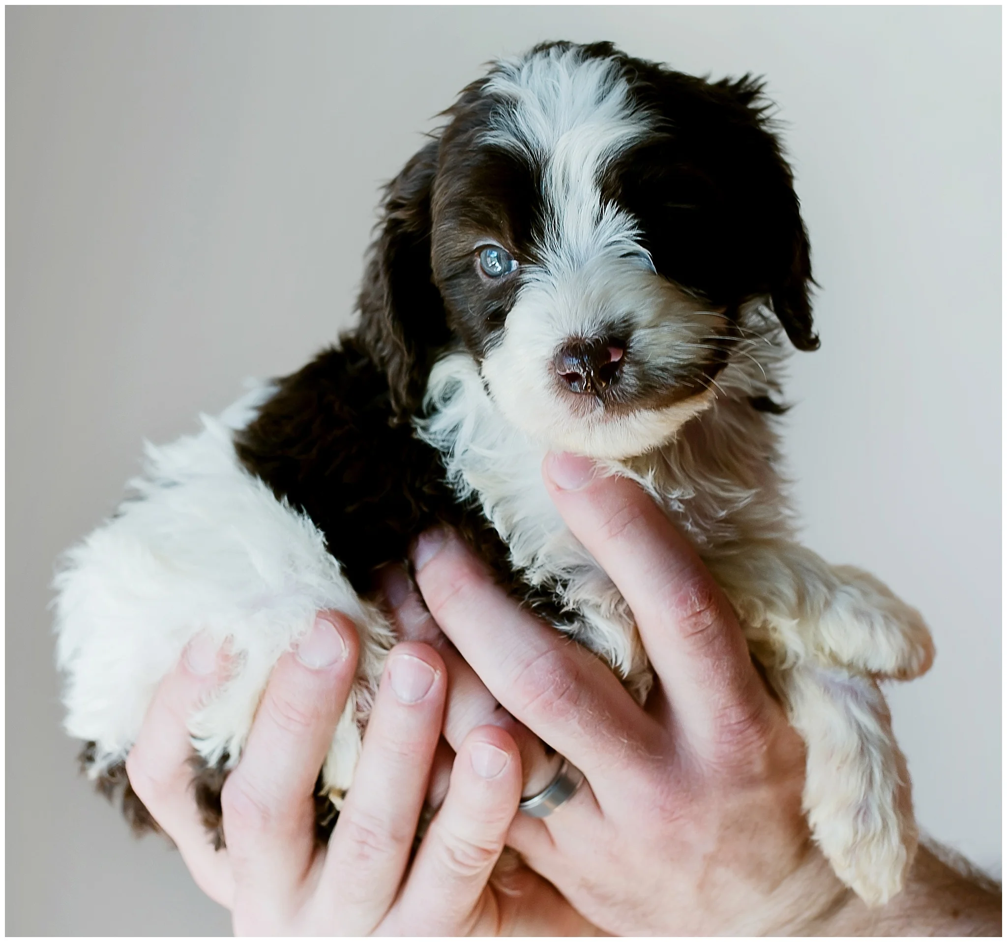 Trent - Springerdoodle Boy -File # 4.jpg