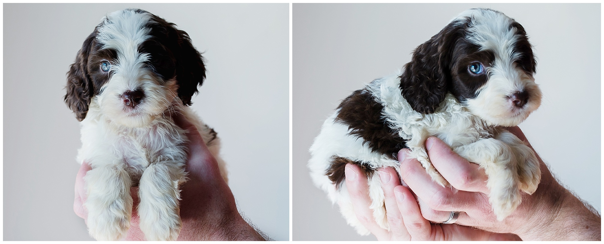 Amber - Standard Springerdoodle Female.jpg
