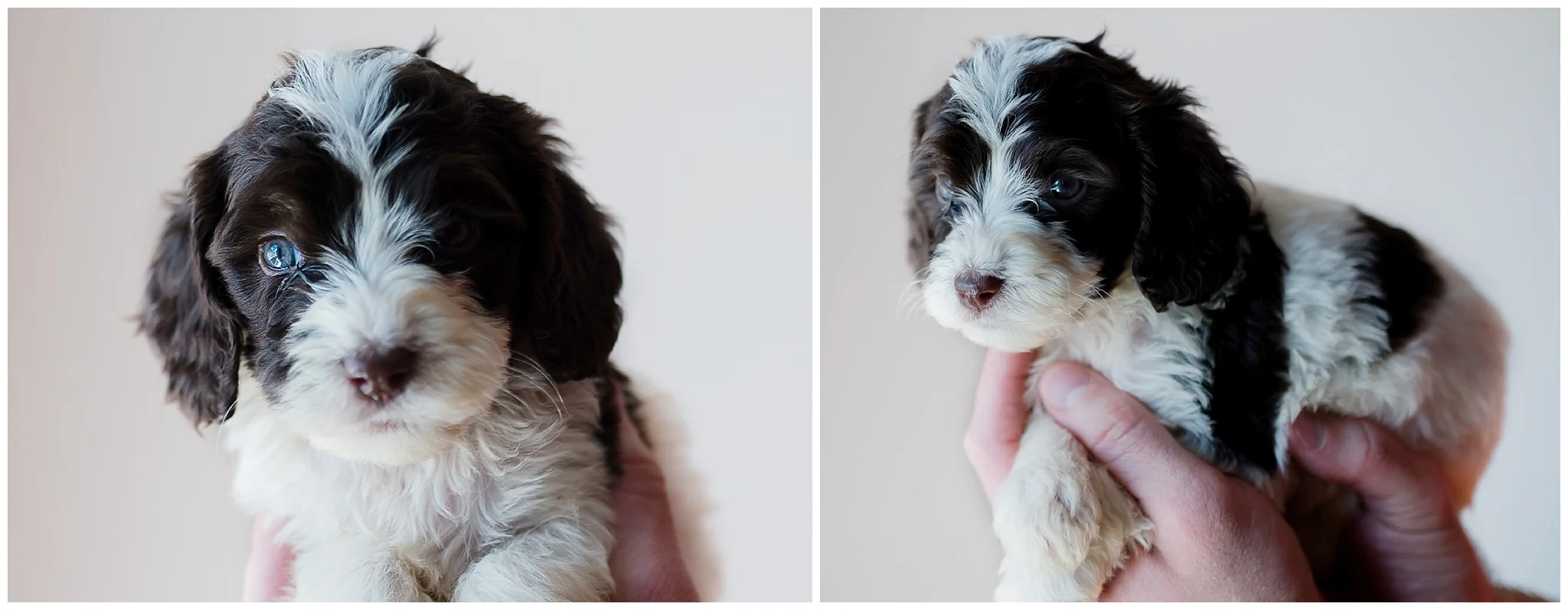 Cami - female Springerdoodle.jpg