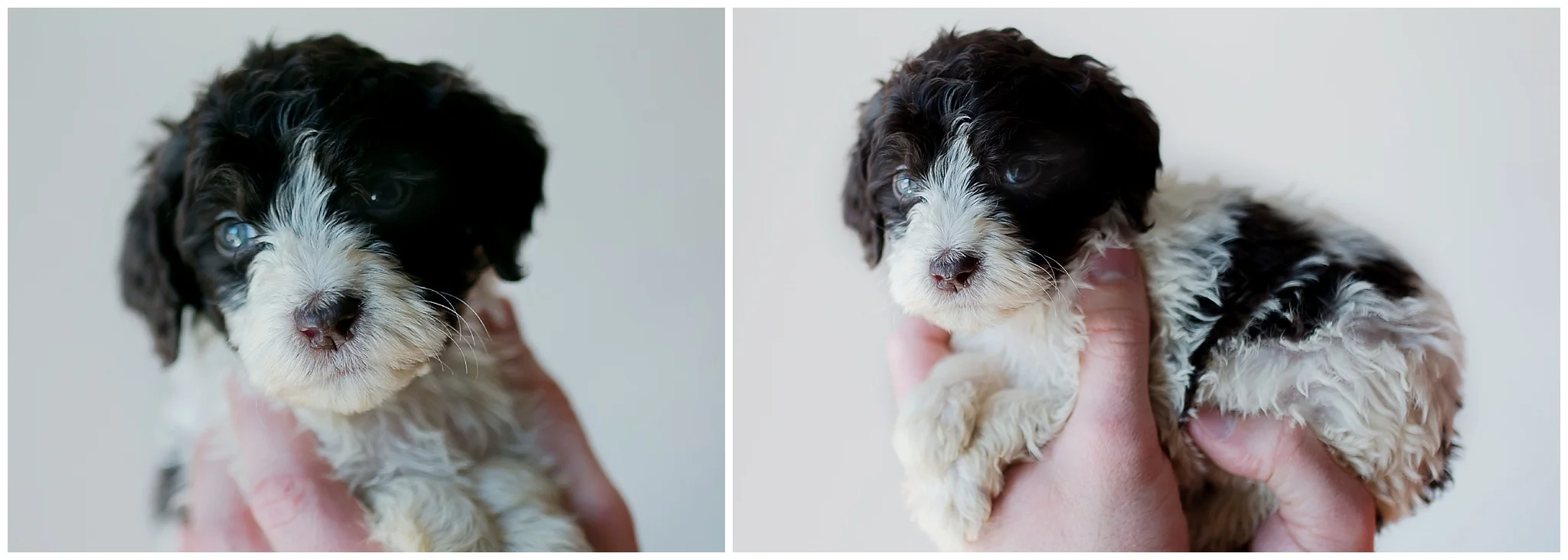 Bella - female Springerdoodle.jpg
