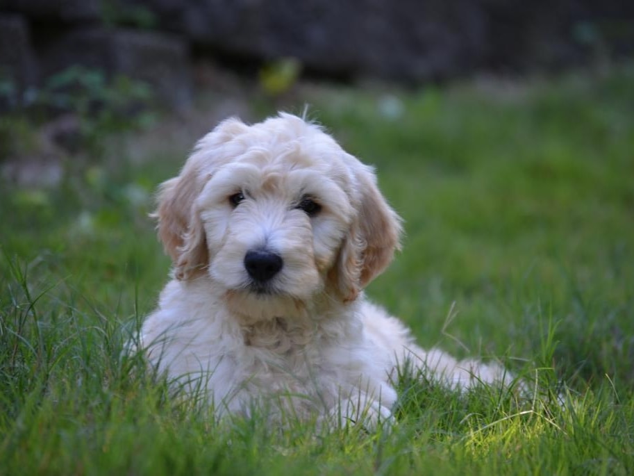 mini cream goldendoodle