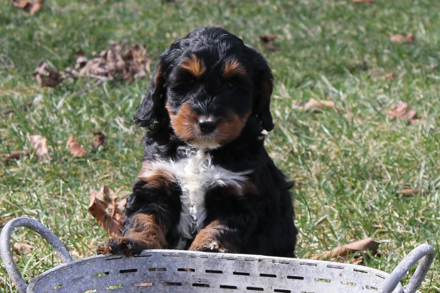 Tri-color Springerdoodle