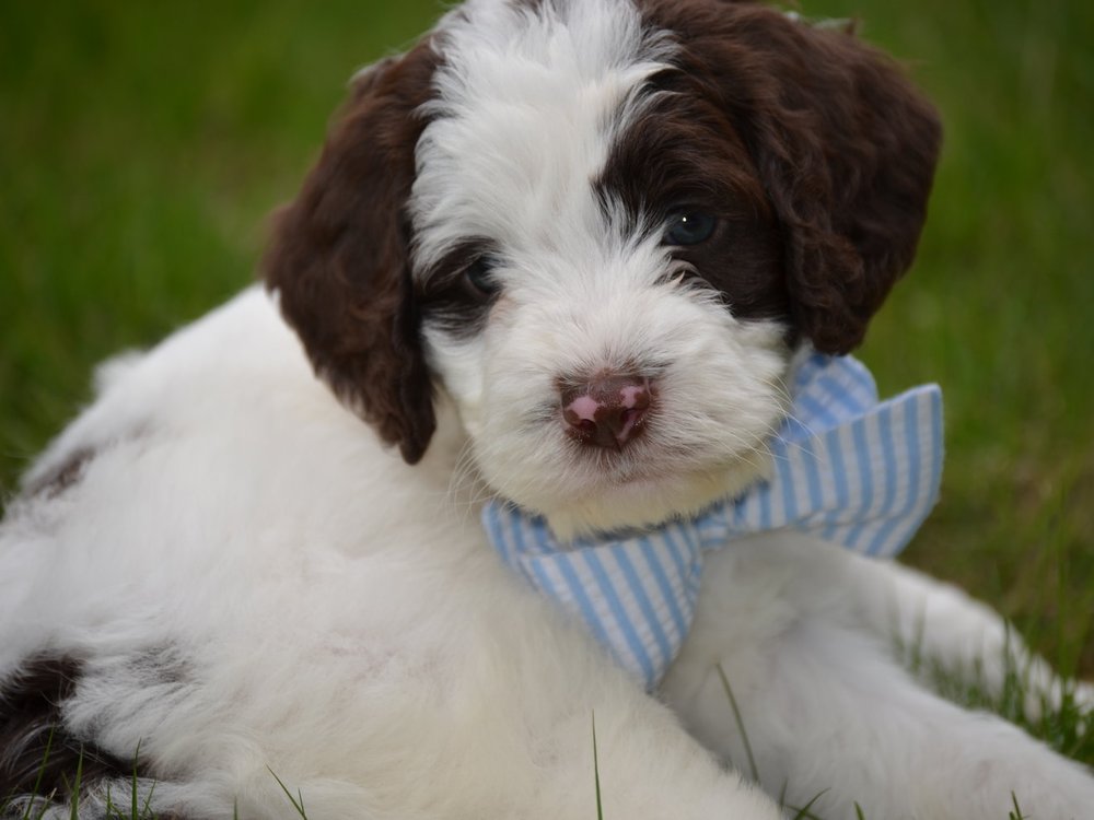 Chocolate/WHITE