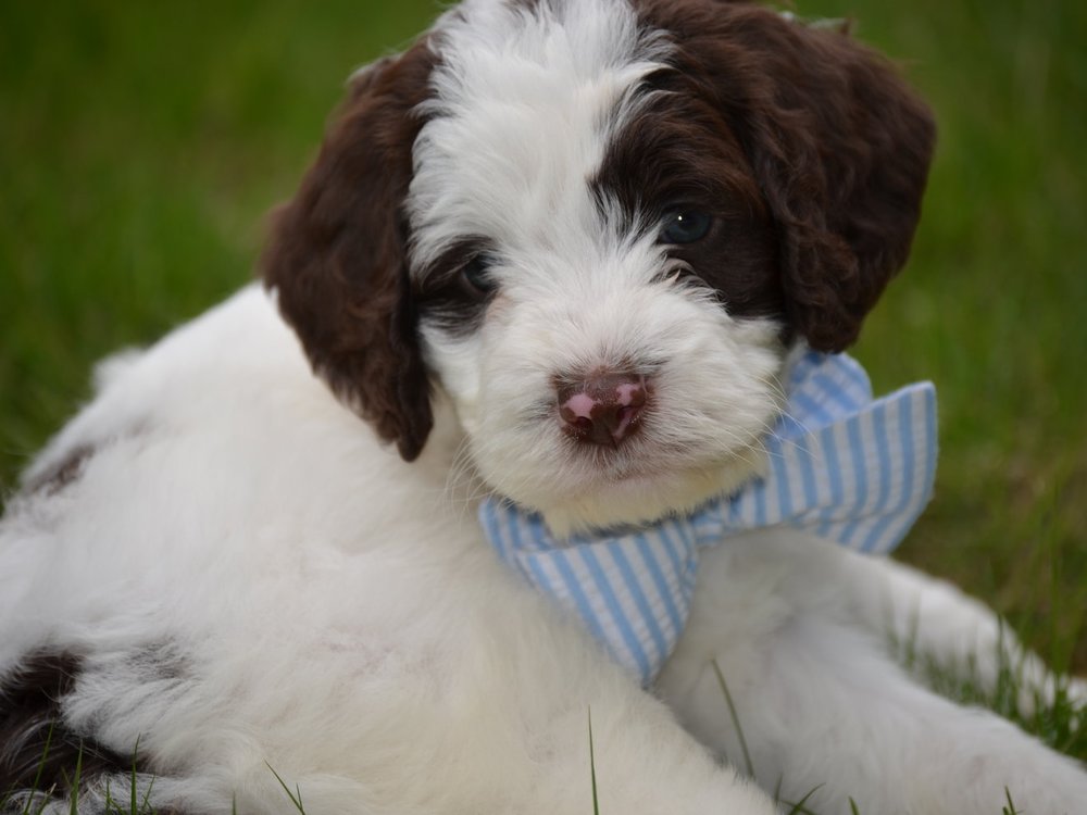 mini springerdoodle for sale