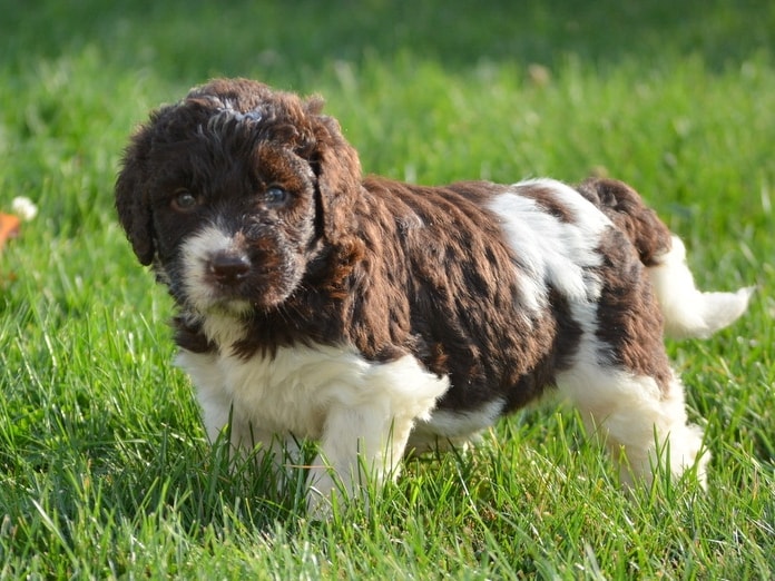 Chocolate/WHITE