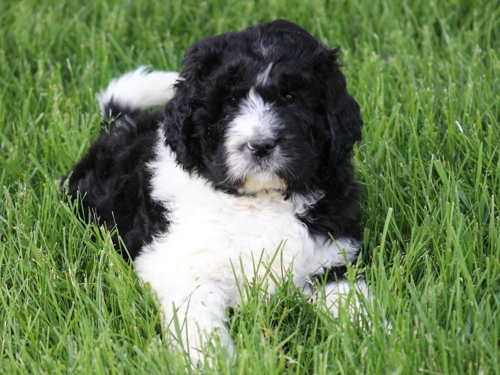 Newfiedoodle and Mini Newfiedoodle Pups for Sale (Newfypoo) Reasonable