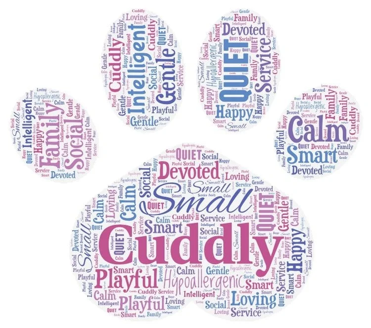 cavapoo-word-art-min.jpeg