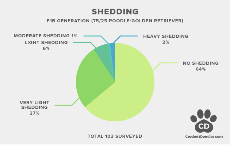 f1b goldendoodle shedding statistics