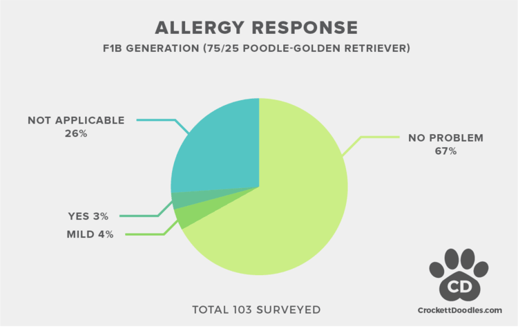 f1b golden doodle allergy statistics