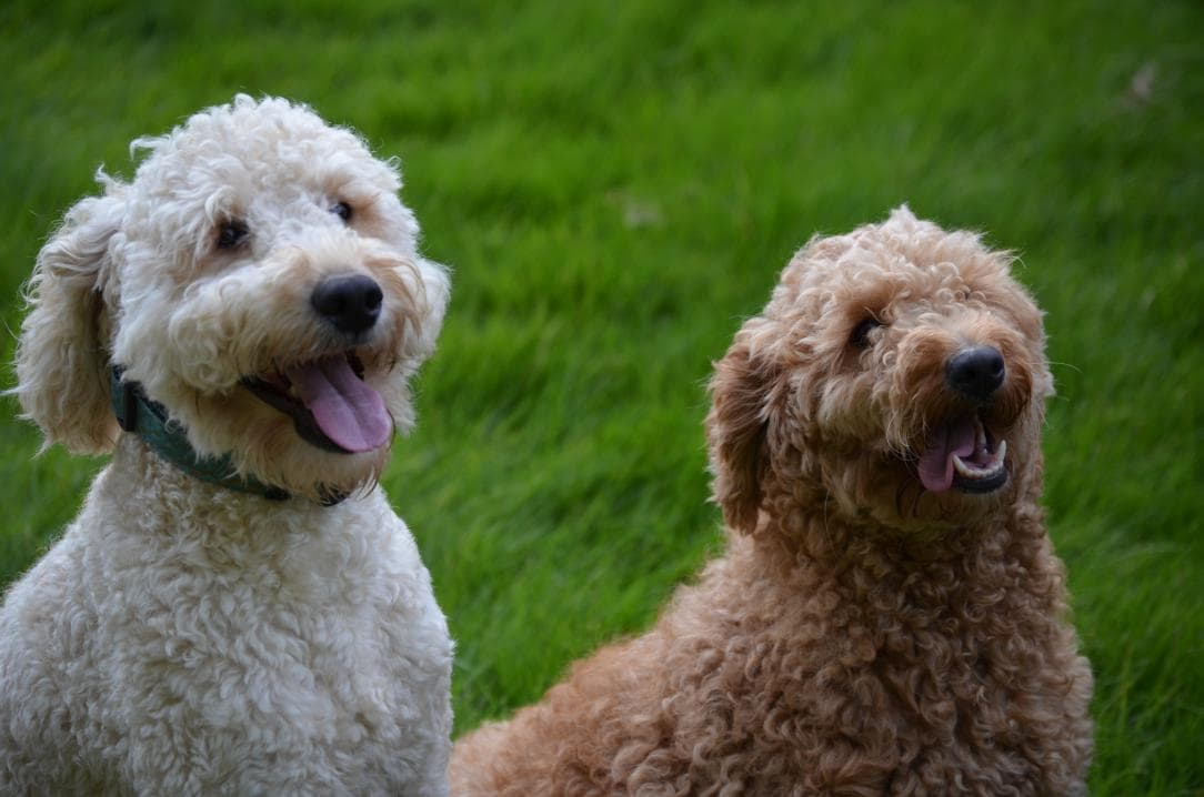 hypoallergenic mini goldendoodles