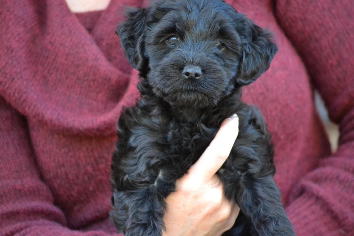 hypoallergenic mini labradoodle puppy