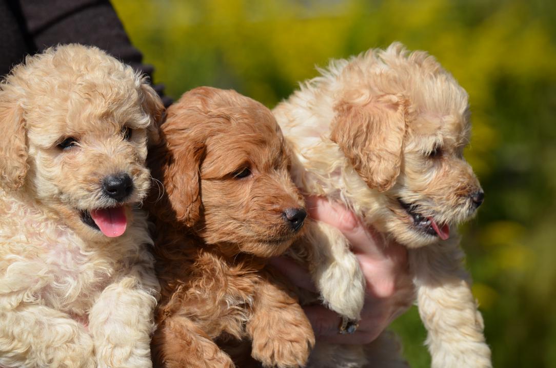 goldendoodle labradoodle mix puppies for sale