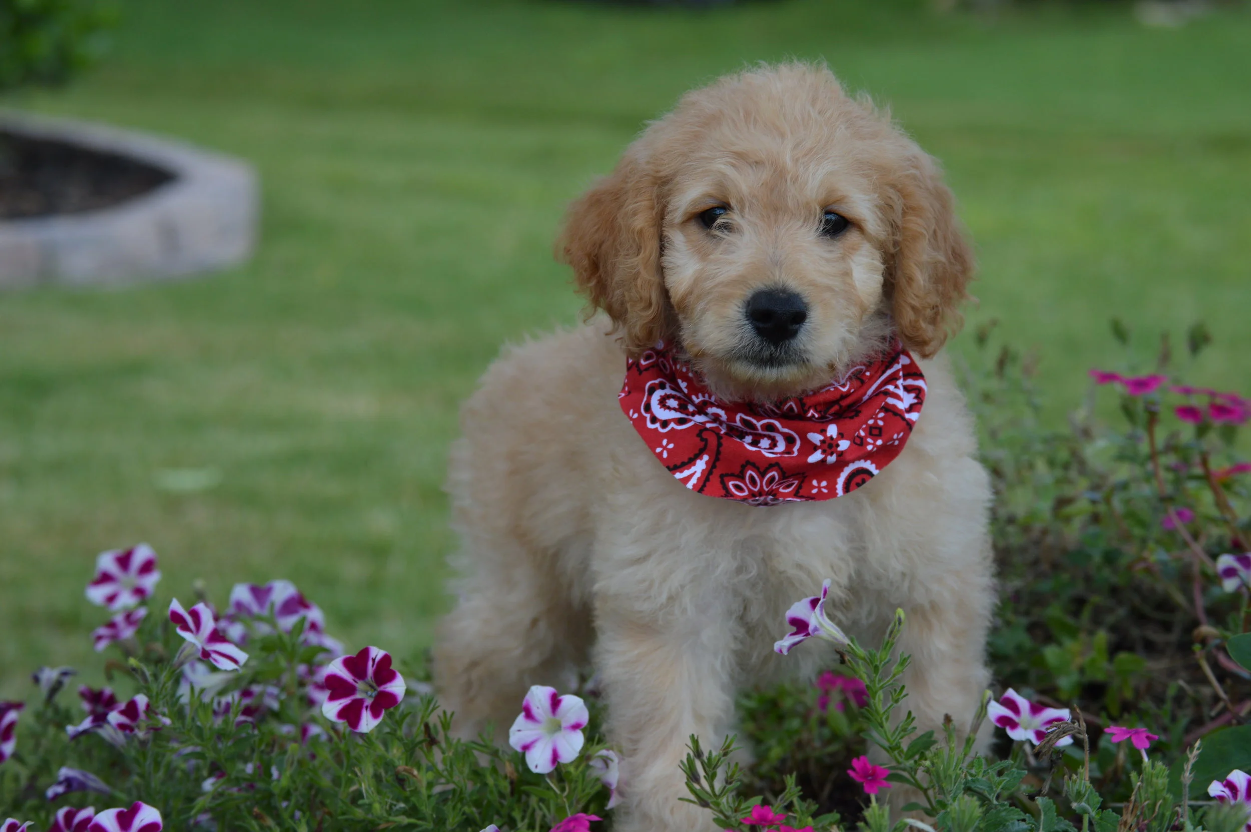 goldendoodles and allergies