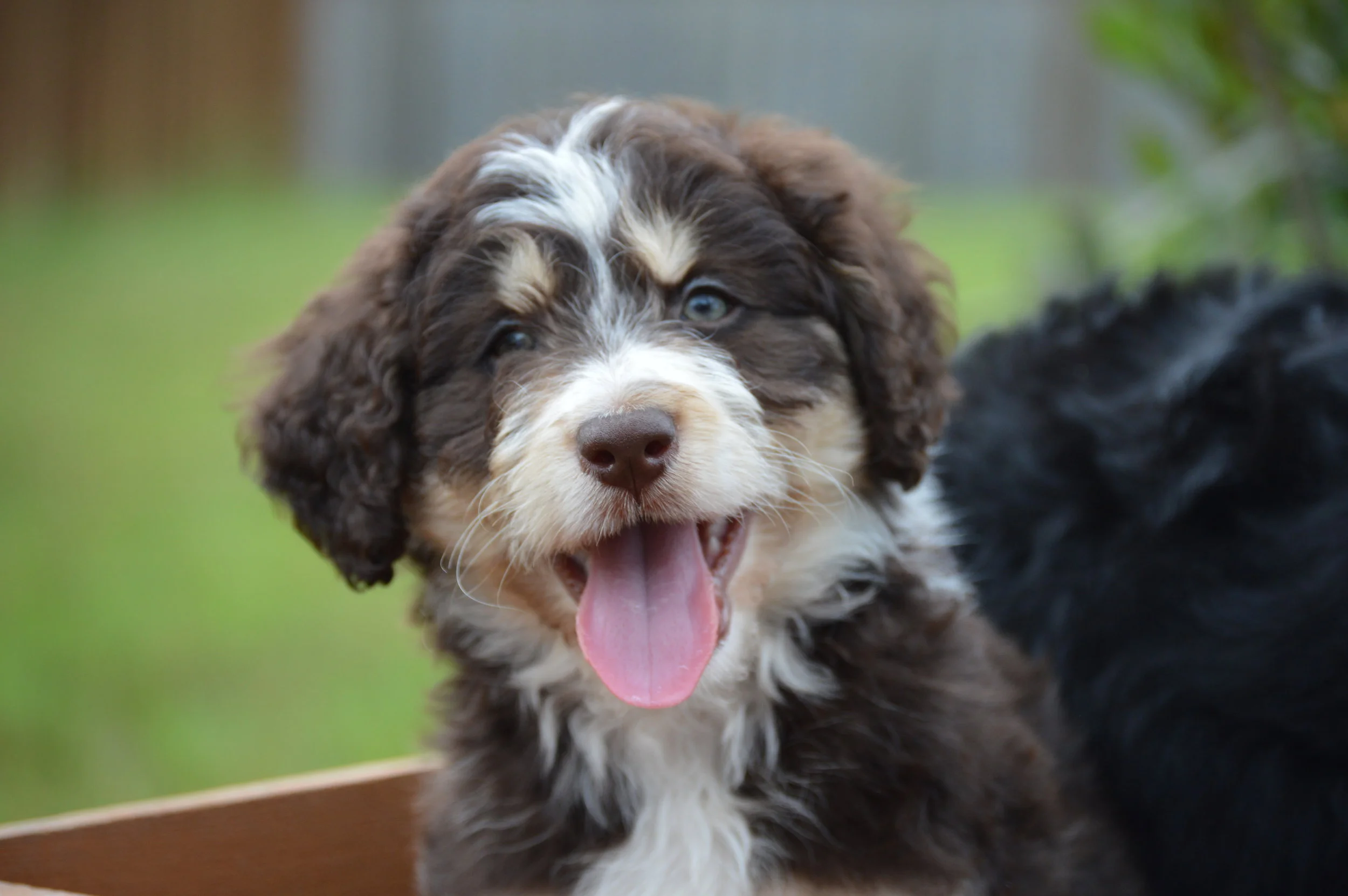 doodle hypoallergenic