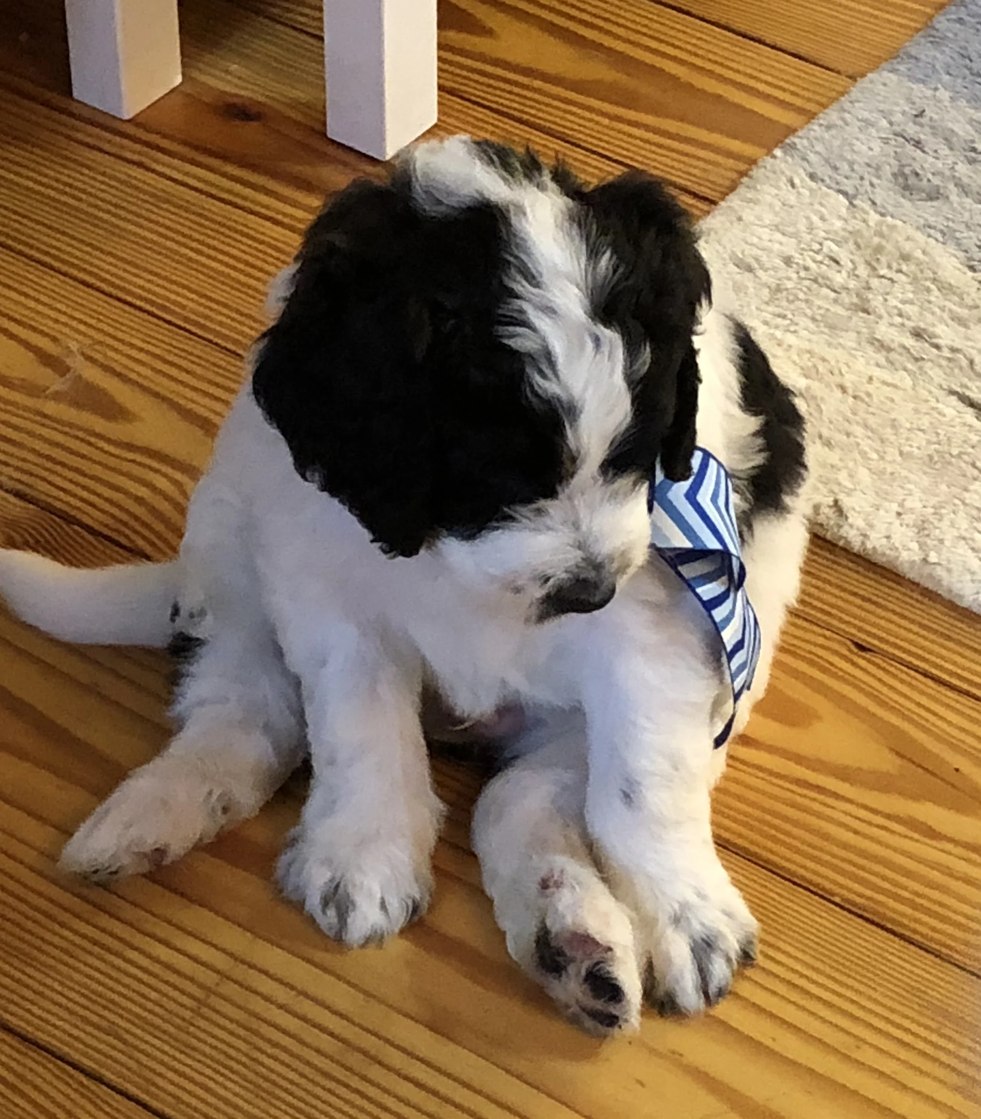 Mini Saint Berdoodle puppies Crockett Doodles