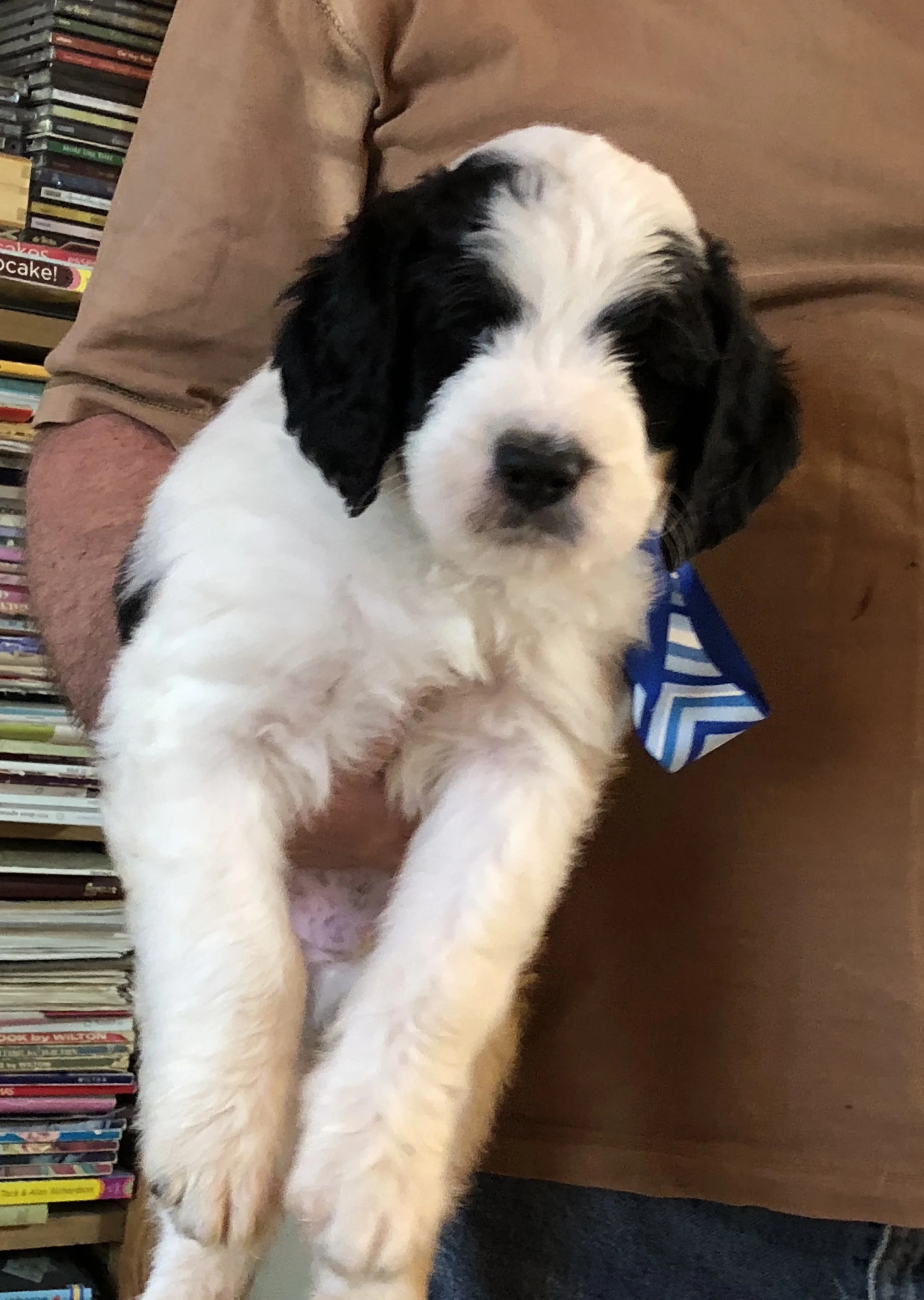 Mini Saint Poodle Mixed With St Bernard Saint Bernard Poodle Puppy