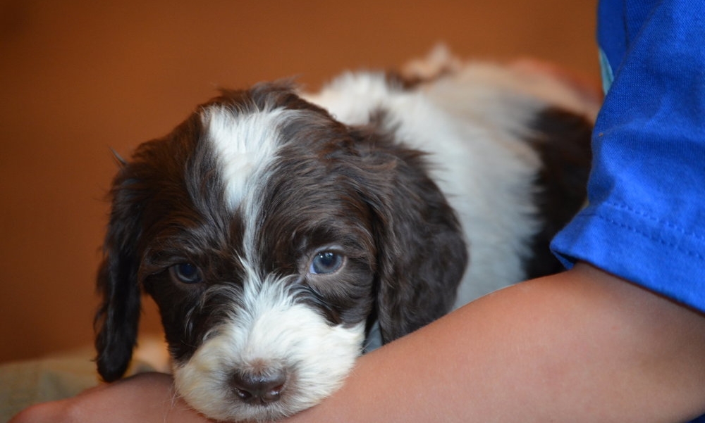 springerdoodle puppies near me