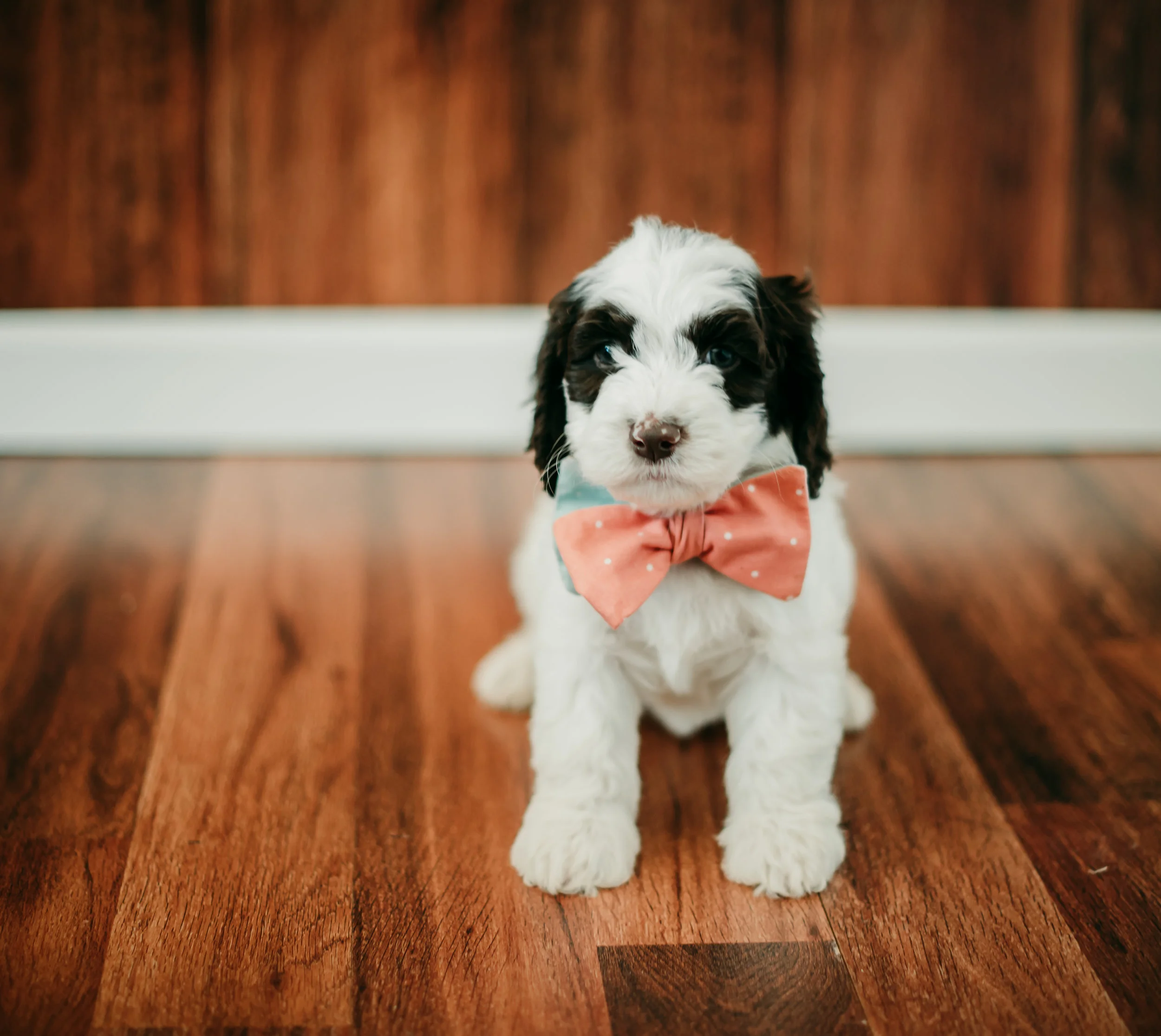 SpringDoodles-3 (Bobbie - Female).jpg