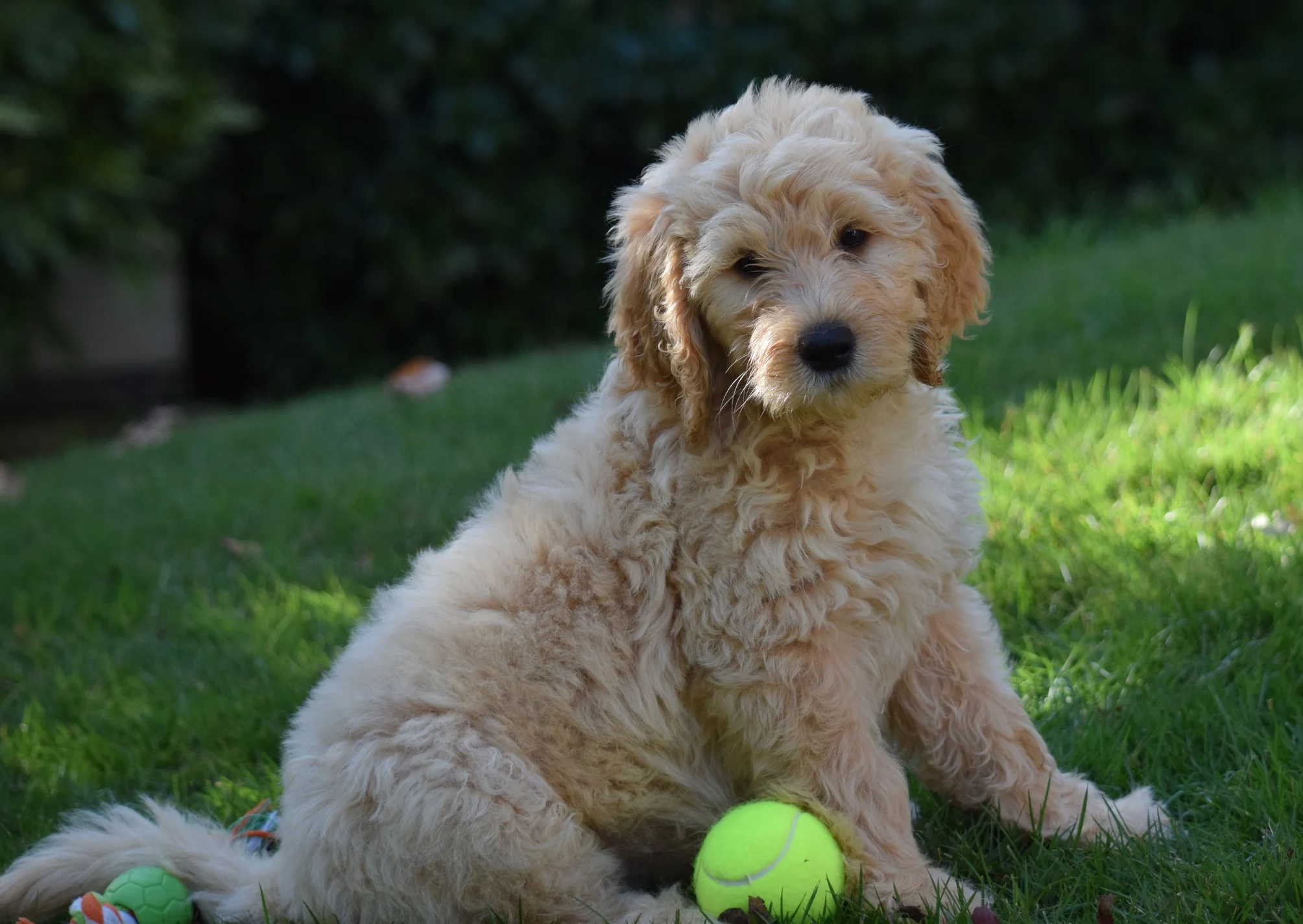 demodex parasite dogs