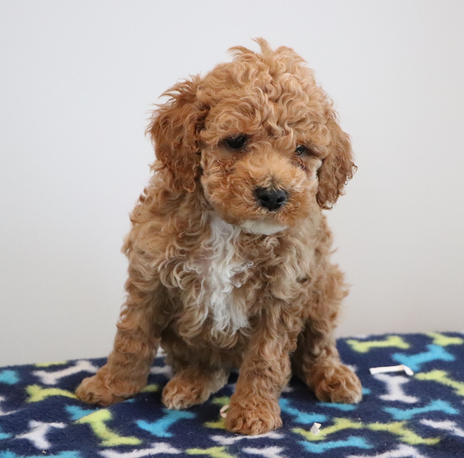 red cockapoo puppies for sale