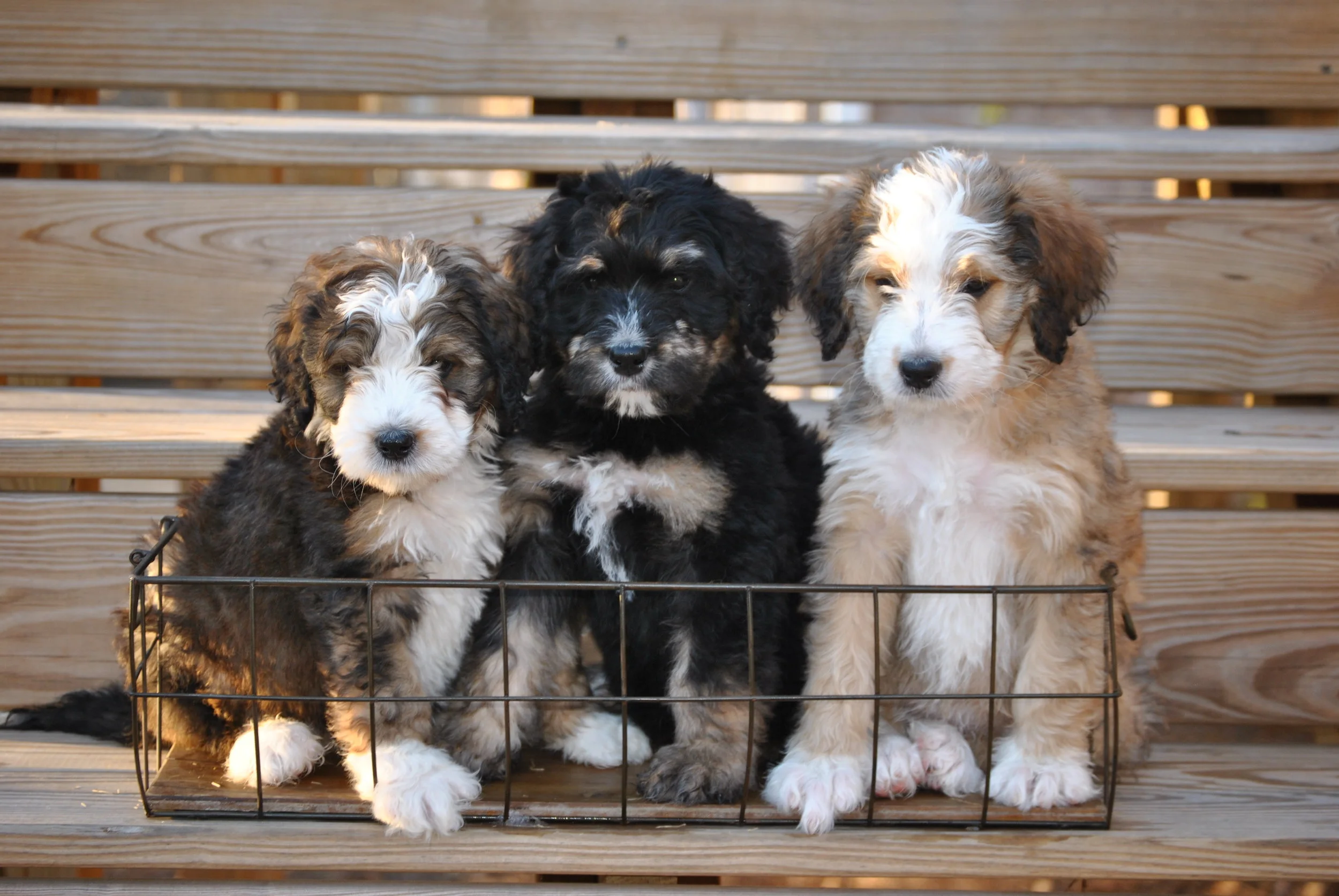 crockett doodles available puppies