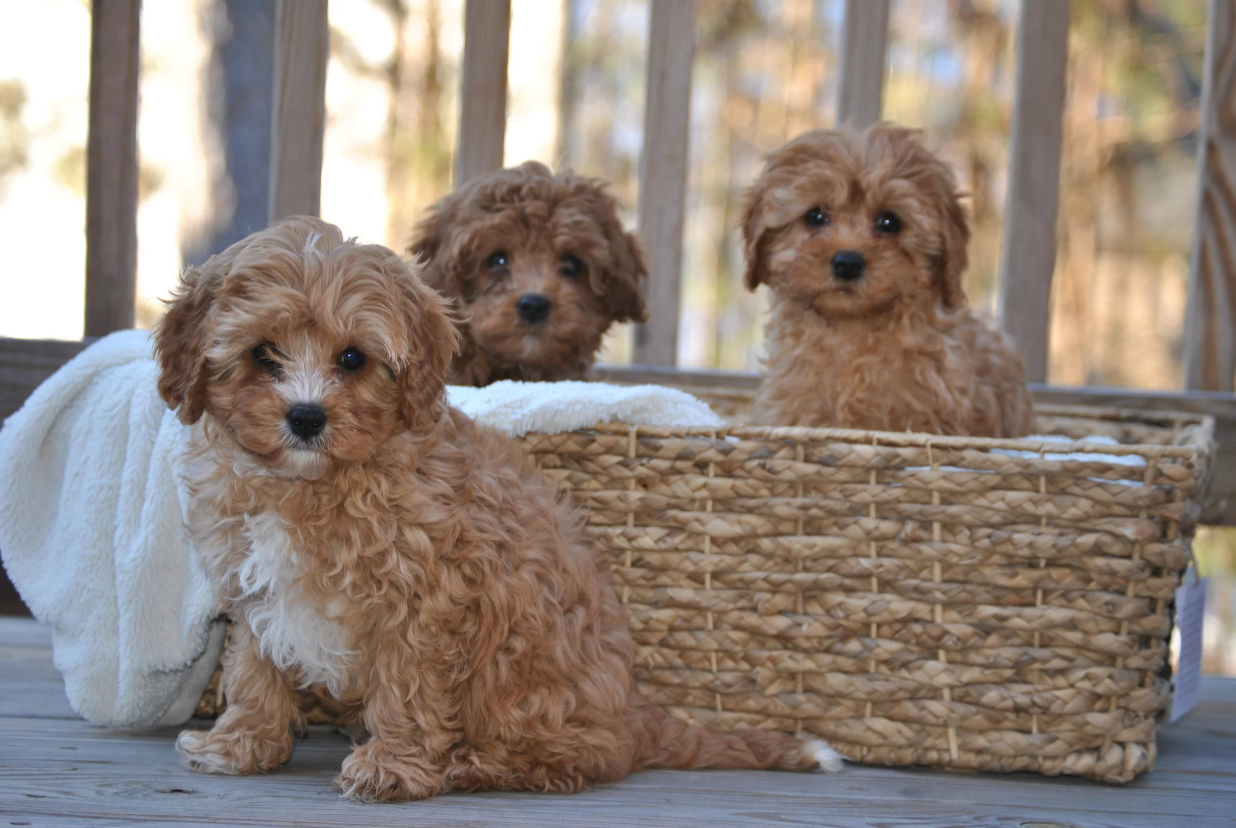 Crockett Doodles Family Raised Doodle Puppies for Sale
