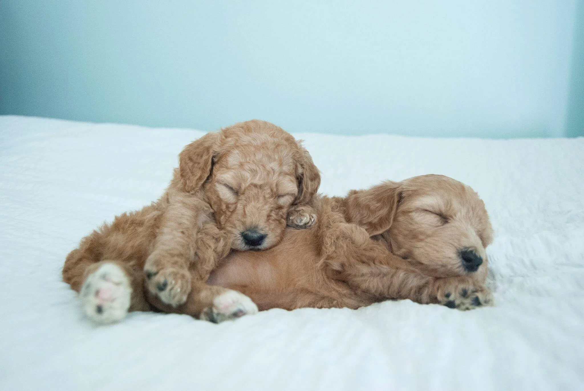 goldendoodles-sleeping-crockett.jpg