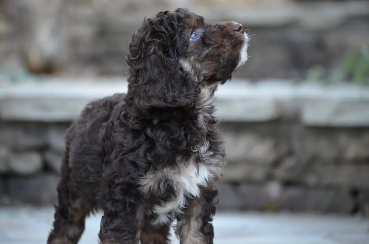 cockapoo toilet training