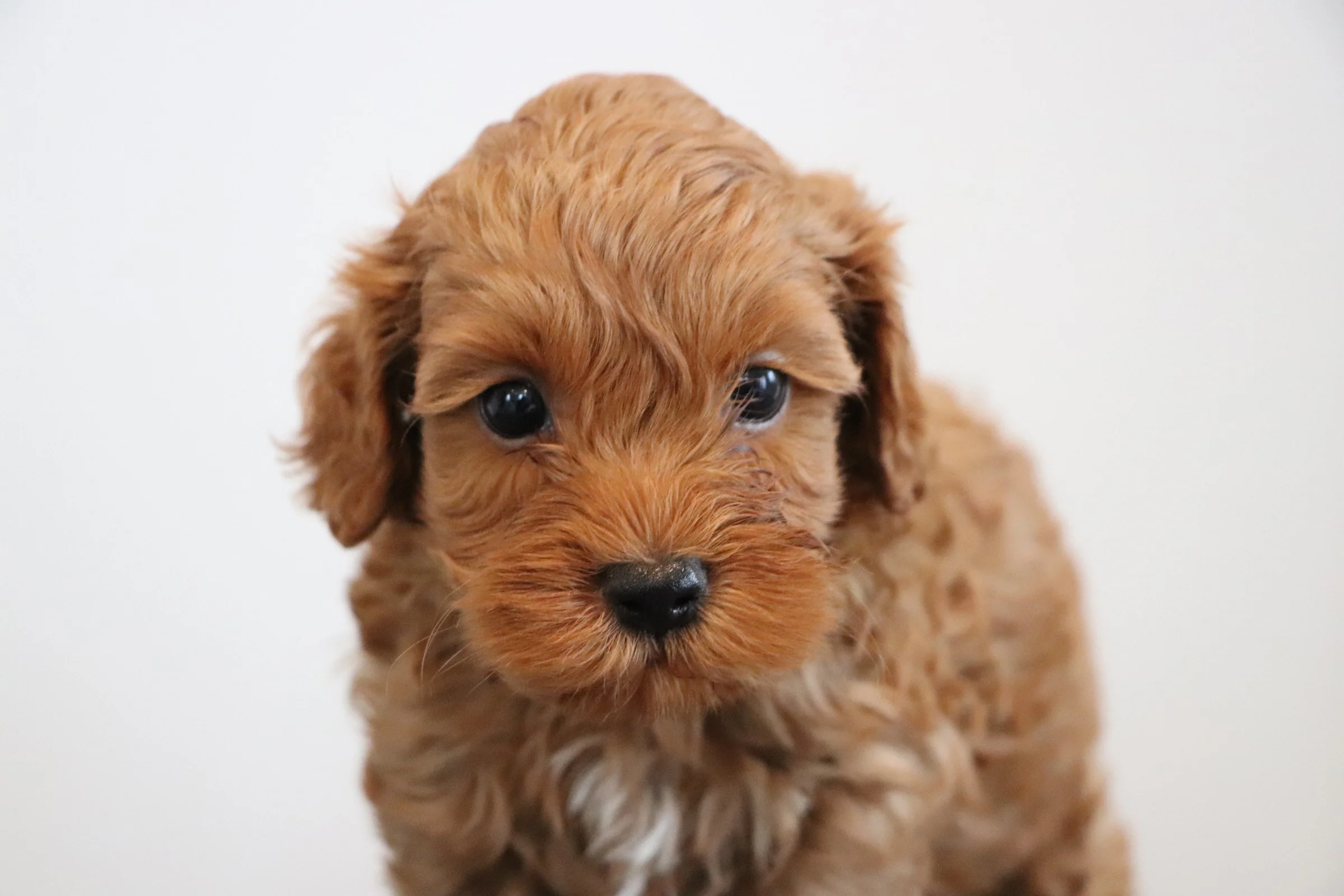 red-cockapoo.jpg