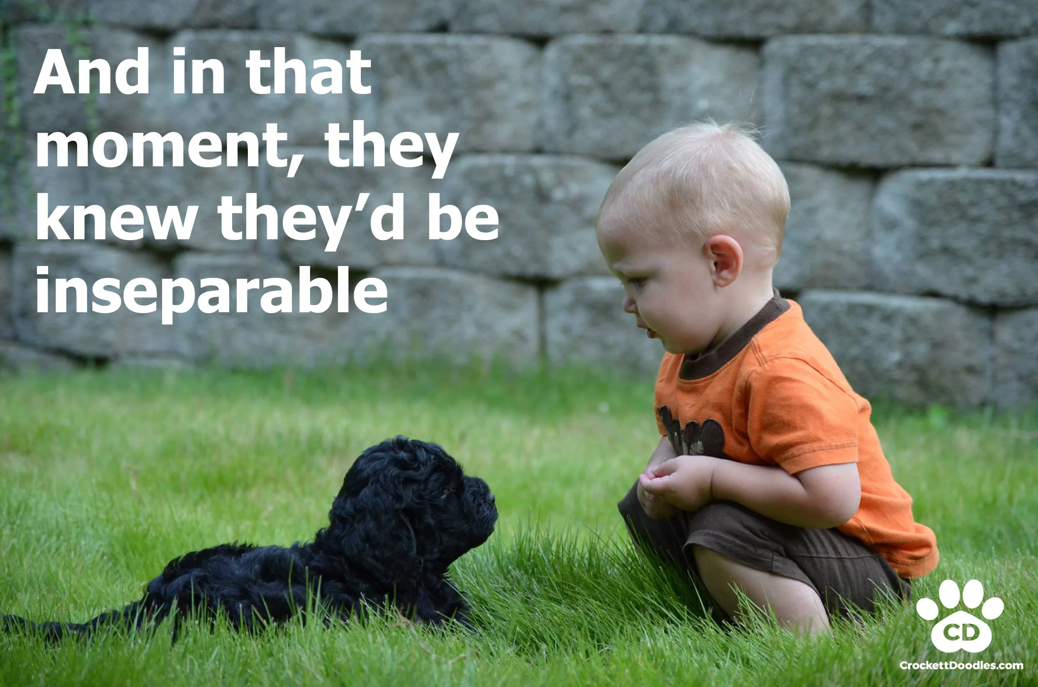 Inseparable-Labradoodle.jpg
