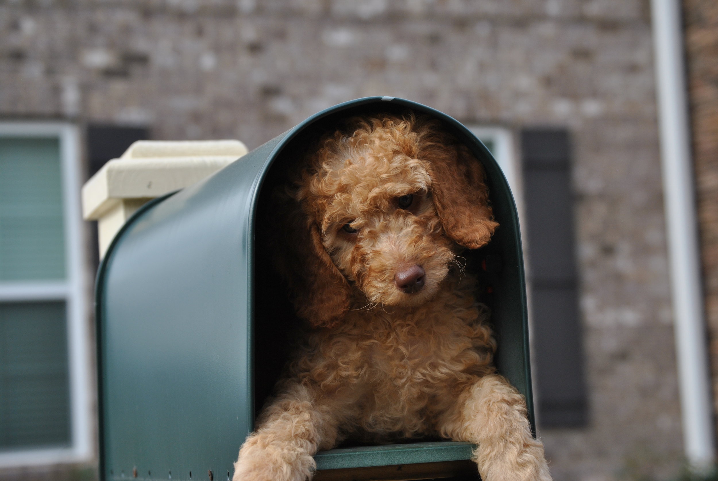 mini-goldendoodle-mailbox-contest.jpeg