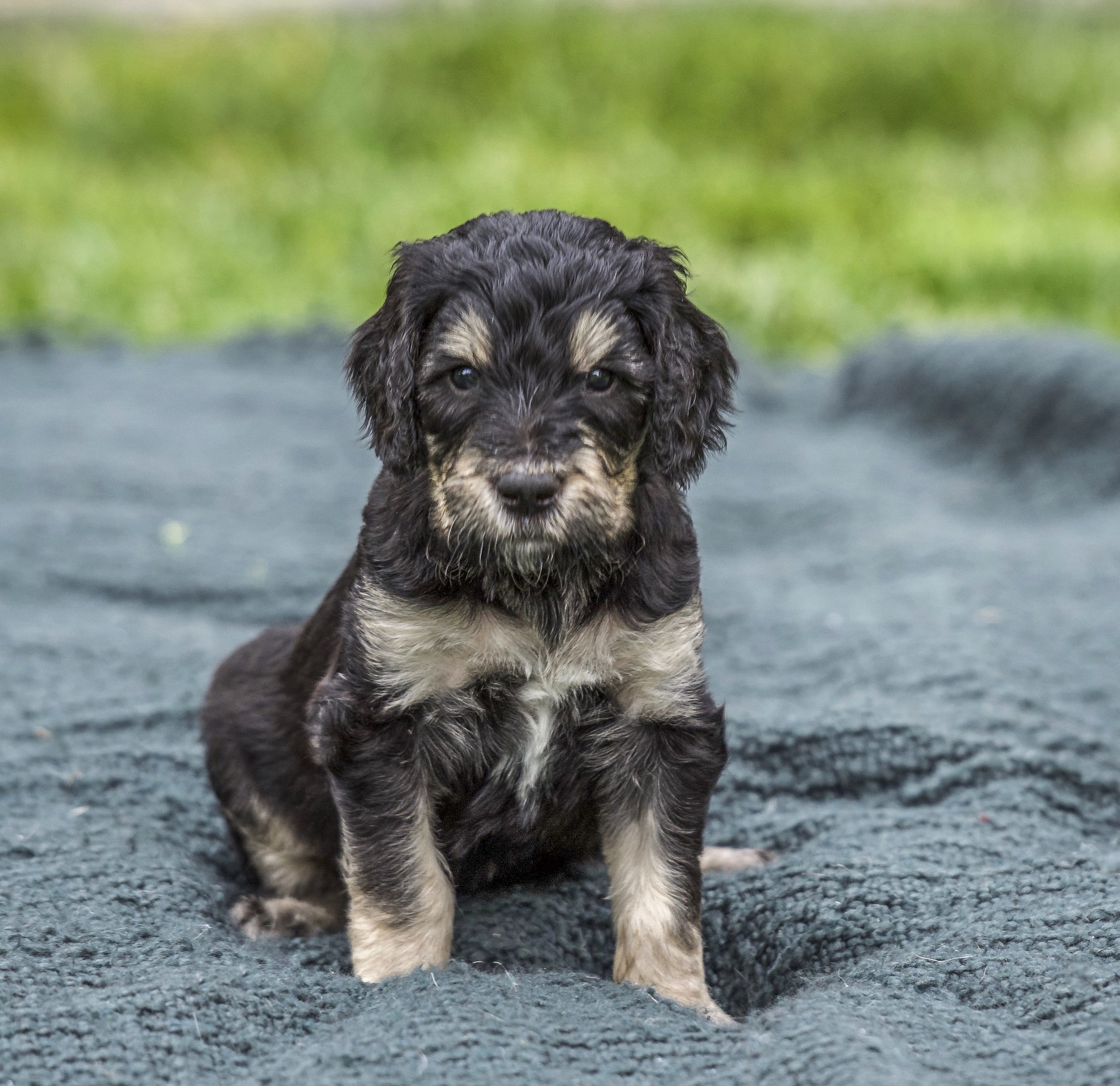 Mini Golden Doodle Coloring Pictures : Goldendoodle Types Guide To The Doodle S Colors And Coats My Dogs Info