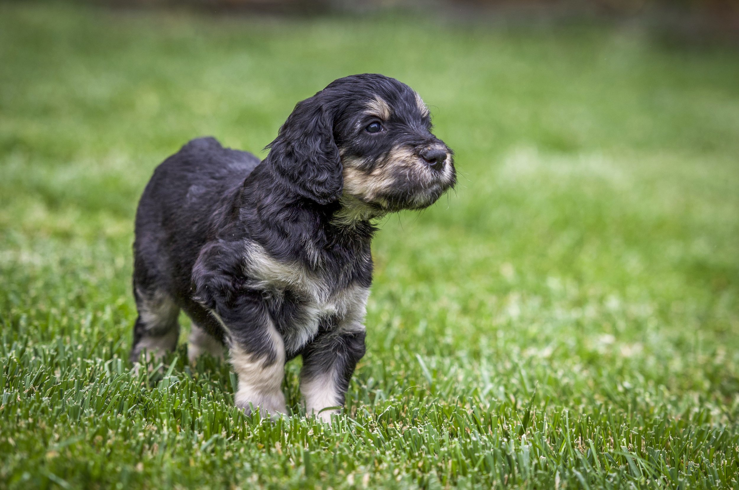 Beautiful Tri Color Goldendoodles Born April 1