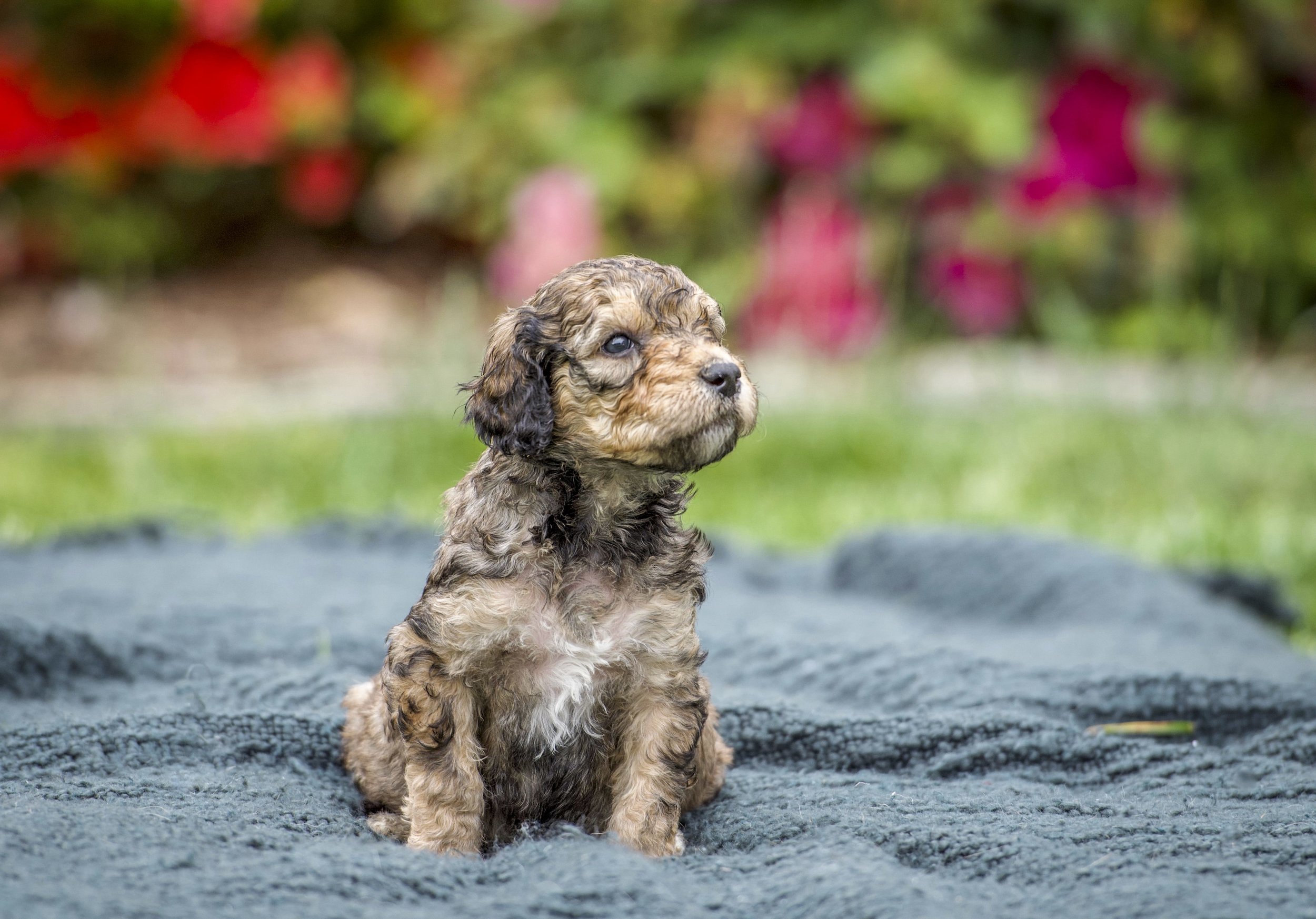 parti colored goldendoodle