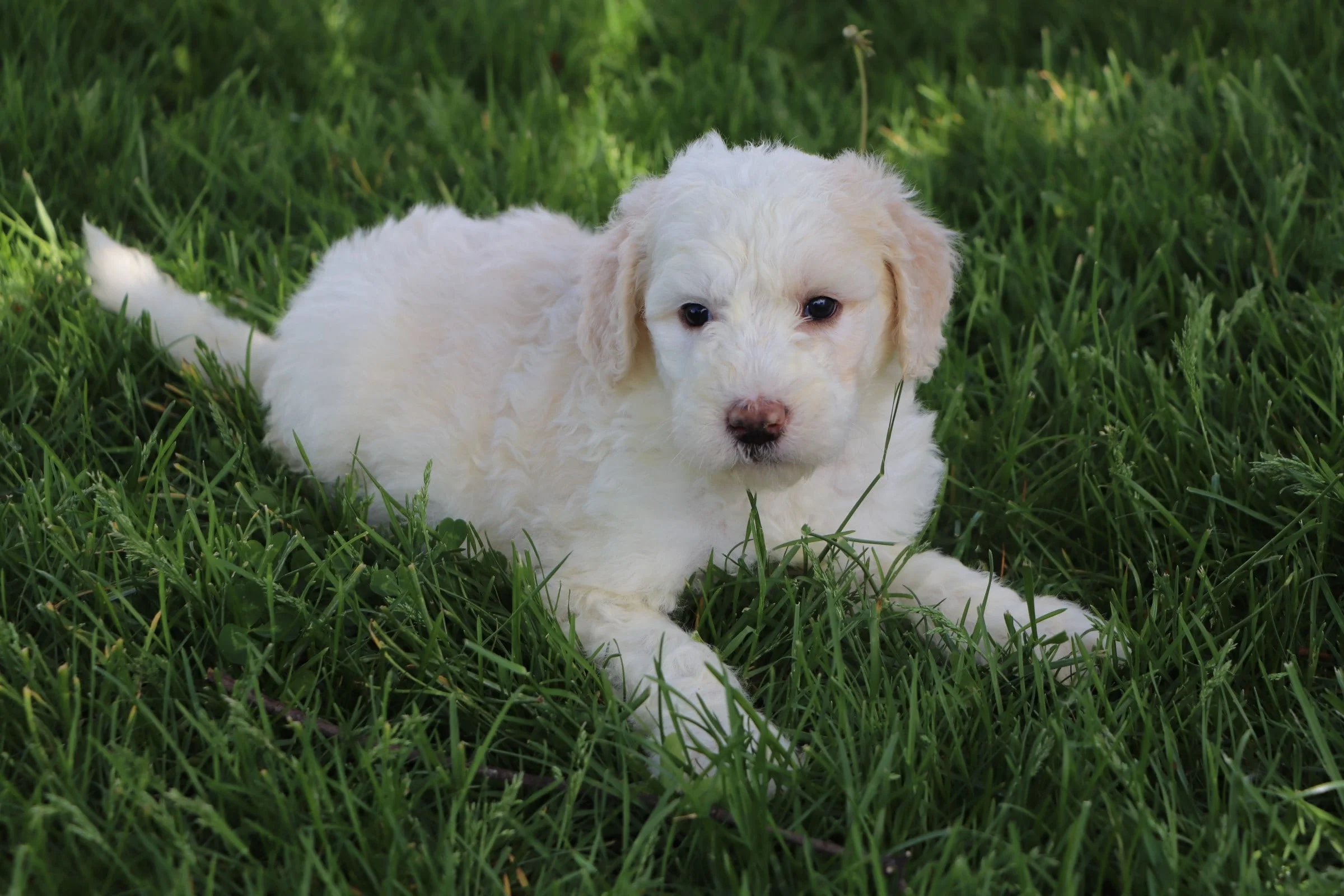 red and white sheepadoodle